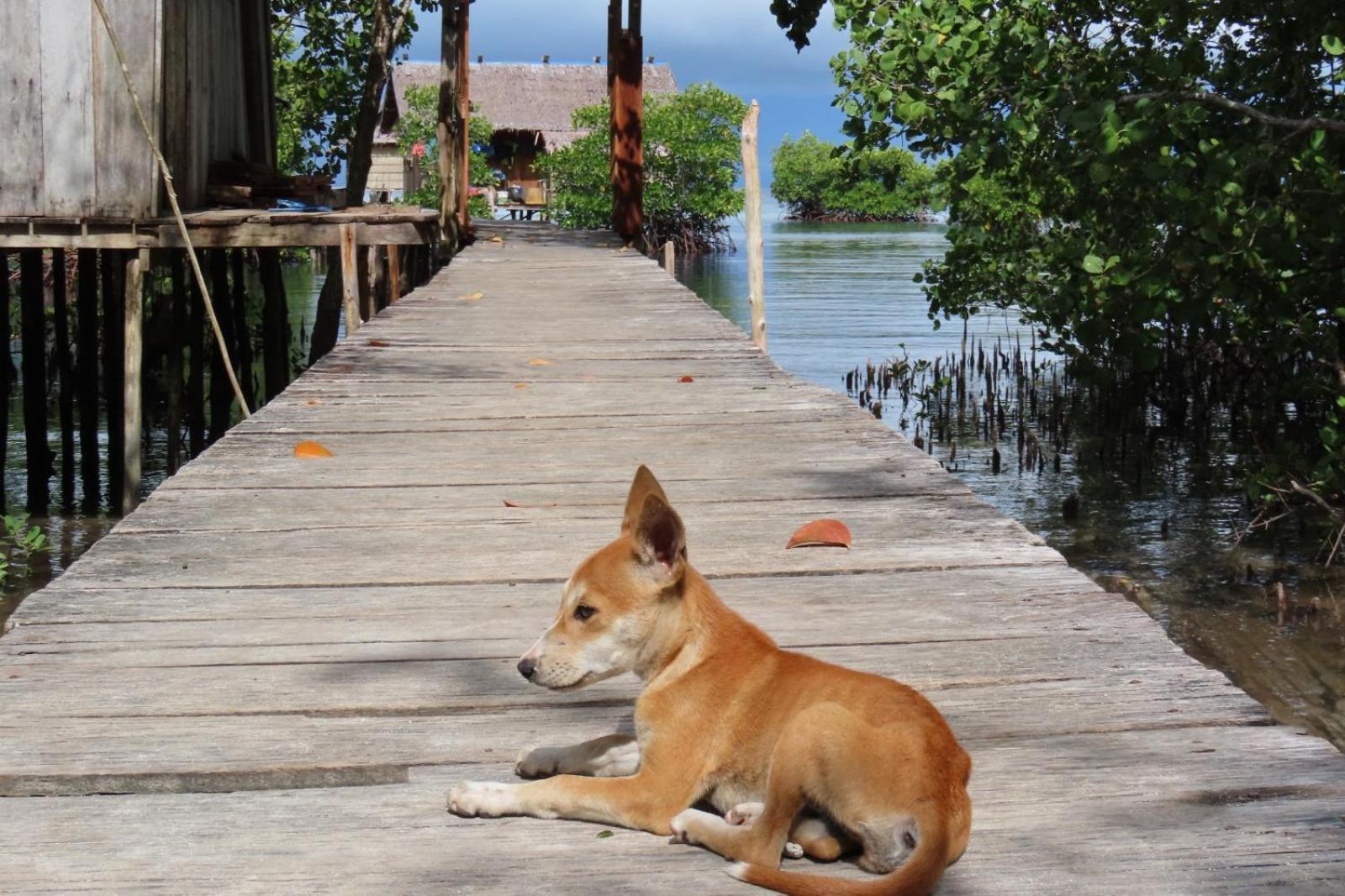 Nyanse Homestay - Raja Ampat Besir Exterior photo